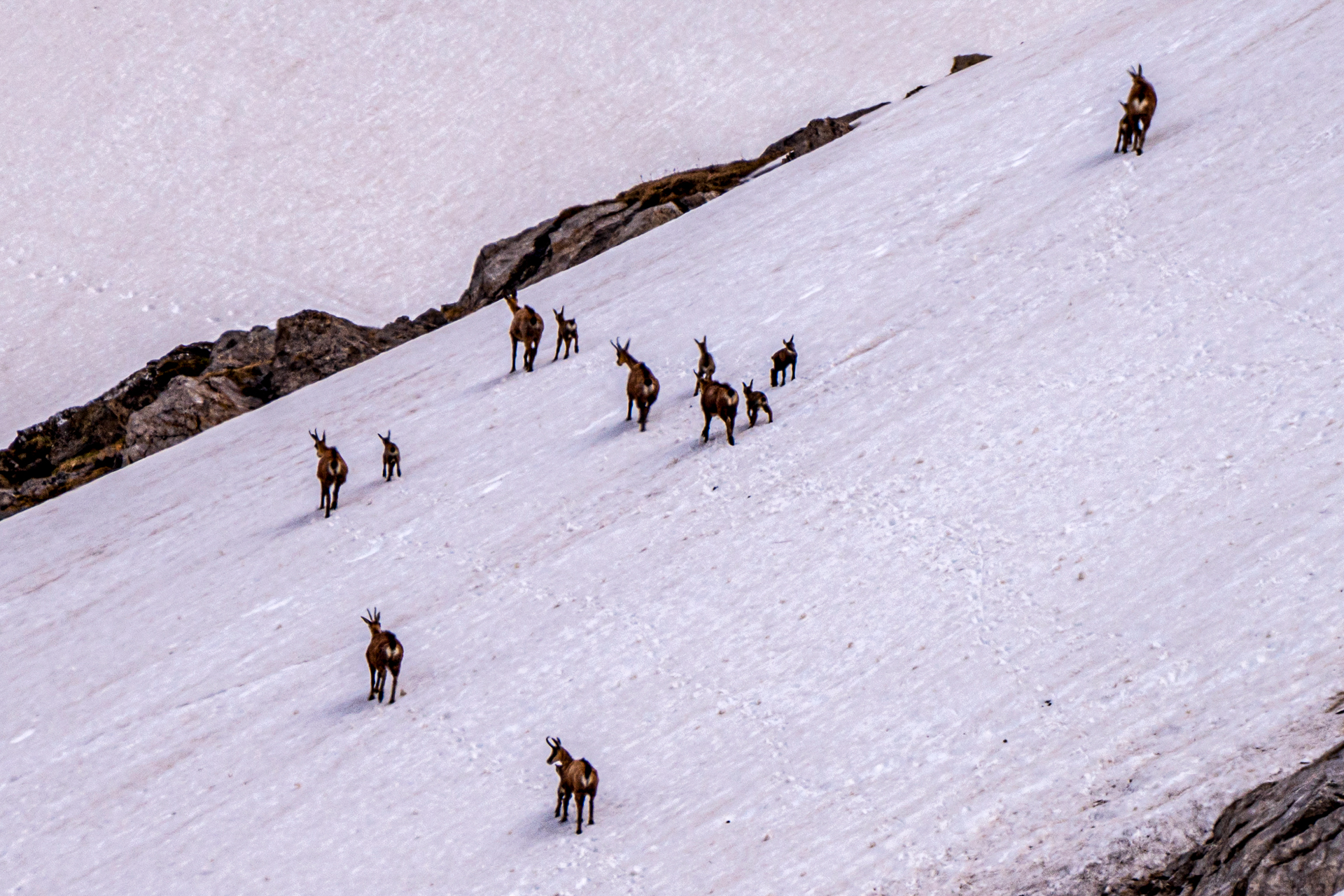 Chamois au col de Coux
